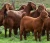 Import 100% LIVE DAIRY MILKING SAANEN/ALPINE/BOER GOATS for Sale from United Kingdom