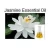 Import 100% Pure & Natural Jasmine Essential Oil/Jasmine Essential Oil From BORG from India