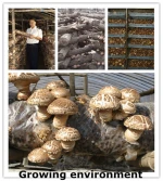 2015 new crop dried shiitake mushroom ,Best white flower mushroom