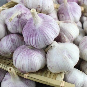 2018 china garlic exporter natural fresh normal white garlic price for sale