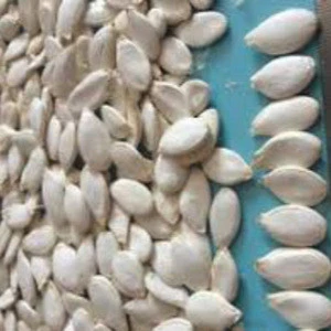 2018 crop pumpkin seeds kernels with low price exporter