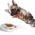 Import 2020 wholesale manufacturer smart slow eating feeder plastic travel outdoor indoor dog pet bowl food scale from China