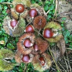 2020 year fresh chestnut