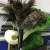 Import 25cm Household cleaning ostrich feather duster from China