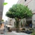 Import 2.5m Artificial evergreen ornamental plants artificial ficus tree for garden decoration from China