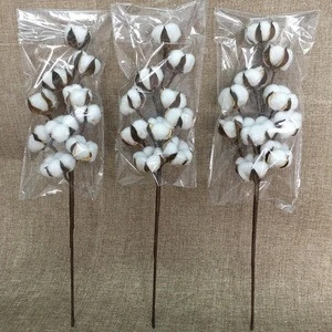 Amazon 3 Pack 21 inch Cotton Stems Farmhouse Style Display Filler - Floral Decoration 10 heads In Stock