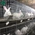 Import automatic commercial rabbit farm cage system in kenya farm from China