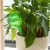 Import Automatic glass flower watering pot from China