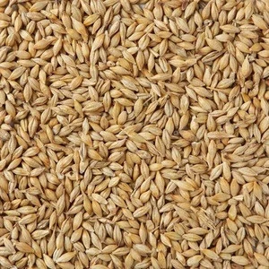 Barley, Canary Seeds, Clove Grass, Timothy Hay at competitive Price