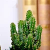 Beautiful Natural Plants Outdoor Indoor Cactus Fairy Castle Bonsai Mini Small Big Size