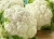 Import Best Quality Fresh Cauliflower from South Africa