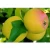 Import Best Quality Sweet Fresh Delicious Yellow / Golden / Gold Apples Grade A - Wholesale/Bulk from USA