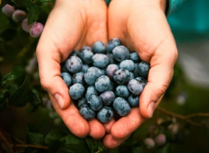 Best Quality Sweet Fresh/Frozen Delicious Blueberry Grade A - Wholesale/Bulk
