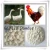 Import Best seller pure white fresh garlic from China
