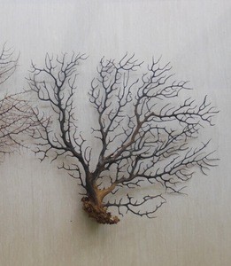 black sea fan for home decoration and crafts
