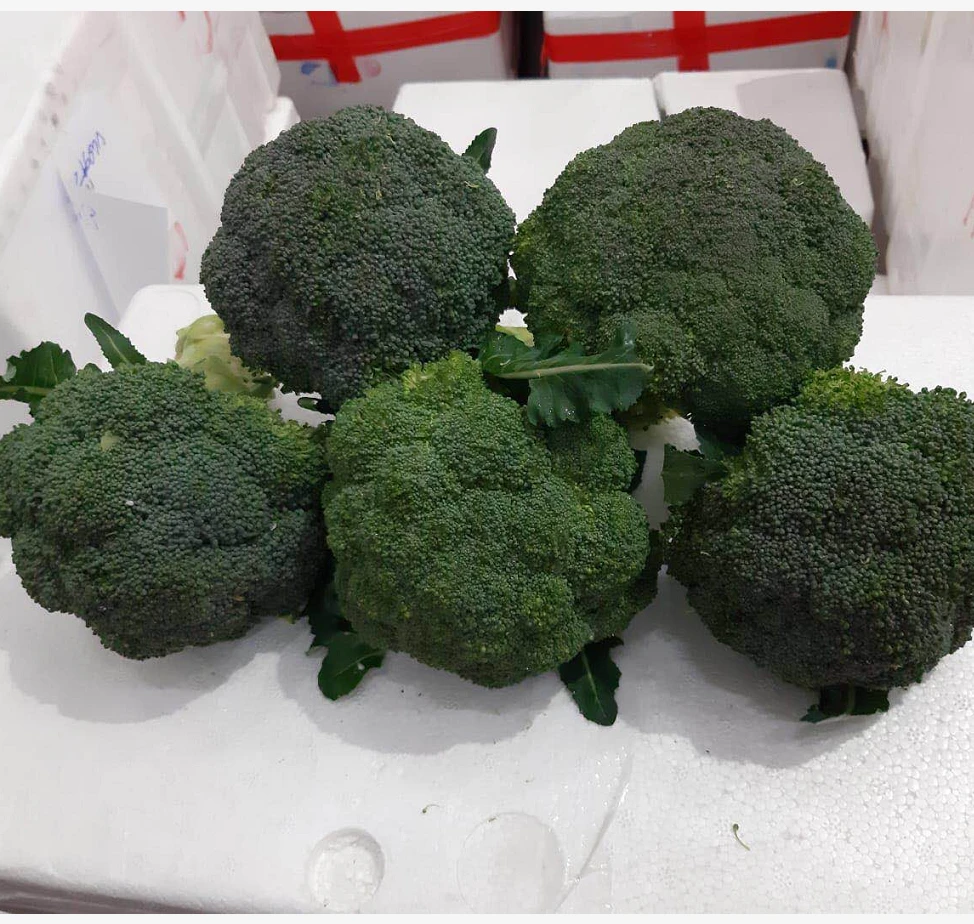 BROCCOLI FRESH BROCCOLI EXPORT STANDARD PRICE FOR SALE HIGH QUALITY WITH BEST PRICE