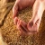 Import Bulk Malted Barley, Barley Grain Ready For Export!! from Netherlands