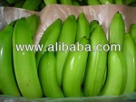 cavendish banana