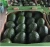 Import Cheap Fresh  Green Avocado for sale from South Africa
