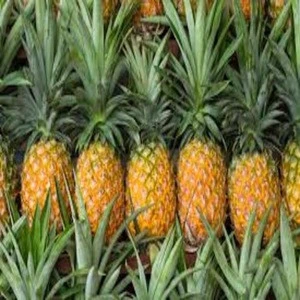 Cheap fresh Pineapple For Sale
