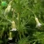 Import Cheap wholesale green direct sow method vegetable seed Asparagus officinalis Asparagus Seeds from China