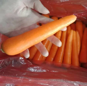 China best sale export quality fresh carrot