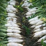 China Fresh Radish