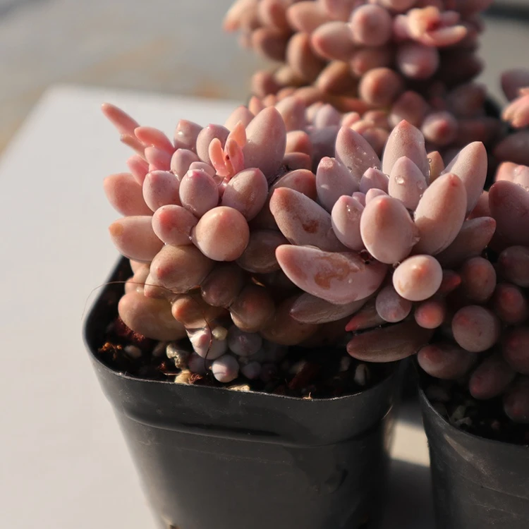 Buy China Succulents Wholesale Echeveria Pink Succulent Plant from Qingdao  Qingyun Horticulture Co., Ltd., China | Tradewheel.com