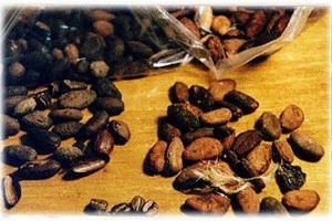 Cocoa Beans for chocolate and hot cocoa drinks