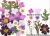 Import Crafts Art Natura Real Dried Decorative Flowers Lavender Dried Flowers Dried Flower Mix Resin from China