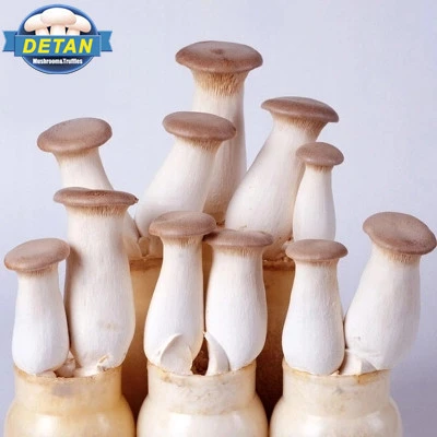 DETAN  oyster Mushroom spawns/logs/bags/grow kits for  mass product use (offer Professional technical guidance )