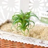 direct sale wholesale Artificial succulent DIY supplies Plant artificial succulent