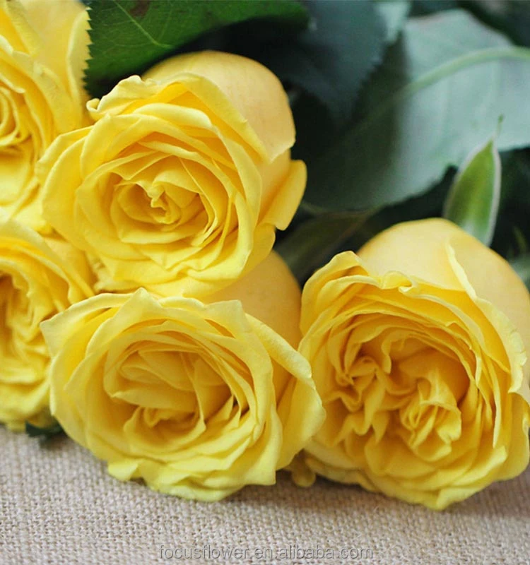 Dubai fresh flower importers rose flowers rare rose fresh anthurium rose wholesale all types of flowers wholesale