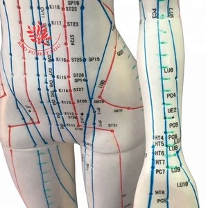 English code 48cm high female acupuncture human body model