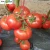 Import Excellent Red 2 Quality Heat Resistance Tomato Seeds Vegetable Seeds from China