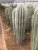 Import Farm directly sell live cactus plants Stenocereus pruinosus with different sizes woody plant indoor gardening plant from China