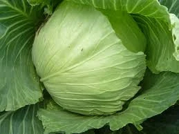 FRESH CABBAGE FOR SALE