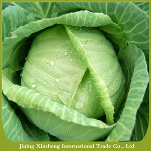 Fresh Cabbage International Market Price , Export Quality