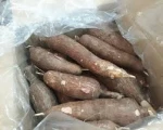Fresh Cassava Tubers