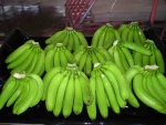FRESH CAVENDISH BANANA FOR SALE 2021 WITH BEST PRICE AND HIGH QUALITY