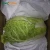 Import Fresh celery chinese certified dehydrated cabbage from China