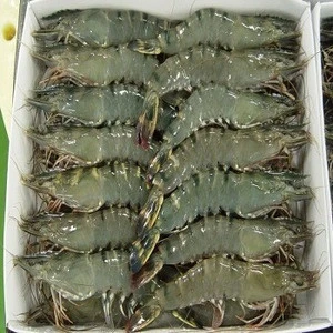 Fresh Frozen Shrimp/Seafood/Black Tiger Prawn