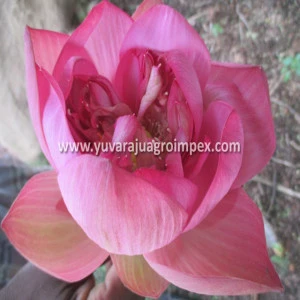 Fresh Lotus Flower Exporters In India To Malaysia / Singapore / Dubai / Canada / US