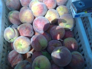 Fresh Peaches At High Quality & Competitive prices