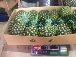 FRESH PINEAPPLES / +84984418844 whatsapp