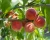 Import Fresh Red sweet peaches from South Africa from South Africa