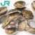 Import frozen boiled baby clam meat without shell no shell  shellfish from China