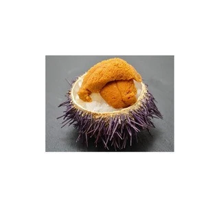 Frozen Sea Urchin For Export Best Price