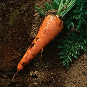 Good Quality Chinese Fresh Carrot with vitamin c carrot