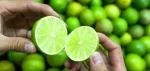 Green Sour Lime Fresh Citrus Fruit/ Fresh Lemon Seedless (Whatsapp/zalo/wechat: +84 912 964 858)